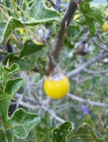 Solanum linnaeanum dark-leaved
